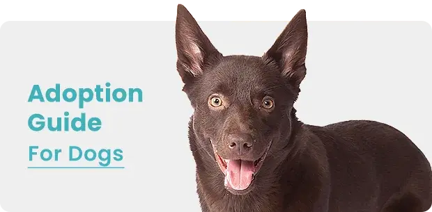 Adoption Guide - For Dogs
