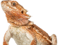 Reptile Articles.png