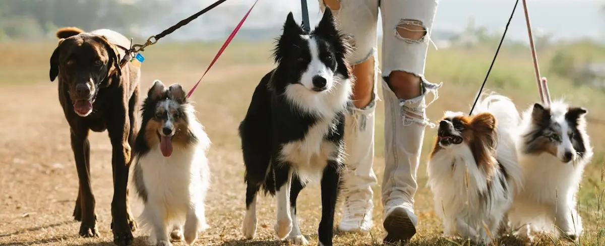 best dog training collar Pet Better with Pet Circle
