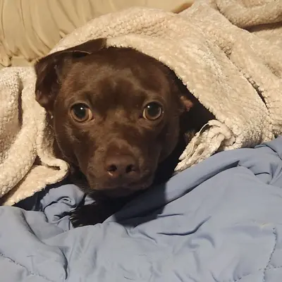 Arch Nemisis by Chris Henry