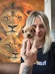 Maltipoo Yavrular