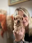 Maltipoo Yavrular - fotoğraf 3