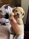 Maltipoo Yavrular - fotoğraf 4