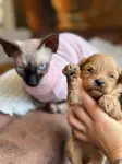 Maltipoo Yavrular - fotoğraf 5