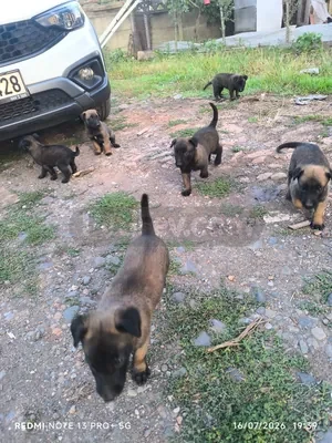 Belçika malinois yavruları - fotoğraf 3