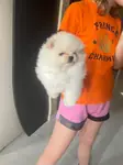 TEDDY BEAR POMERANİAN YAVRULARI - fotoğraf 2