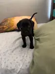 Gücün ve asaletin temsili cane corso
