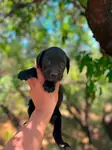 Gücün ve asaletin temsili cane corso - fotoğraf 2