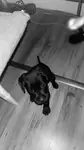 Gücün ve asaletin temsili cane corso - fotoğraf 3