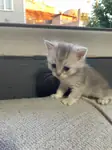 Yavrularımıza yuva arıyoruz - British Shorthair - İzmir