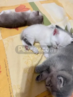 🐾 Safkan British Shorthair Blue Point Yavrular  - fotoğraf 3