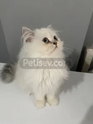 İlan Fotoğrafı