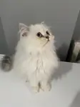 British longhair - fotoğraf 1