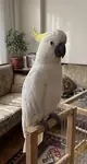 *Örnek İlan* Capcanlı Renkleriyle Kakudu Yavrusu Sahiplendirilecektir