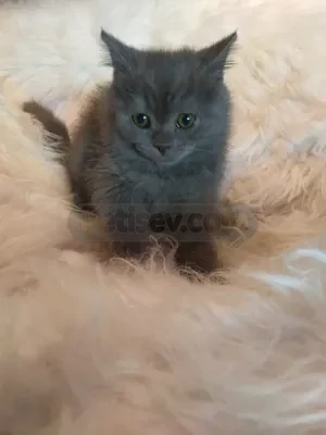 2.5 aylık british shorthair yavrularım  - fotoğraf 3