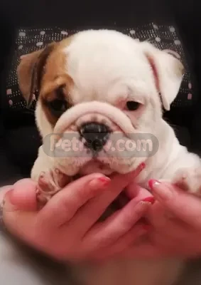 İlan Fotoğrafı