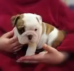 İNGİLİZ BULLDOG YAVRULARI - fotoğraf 3