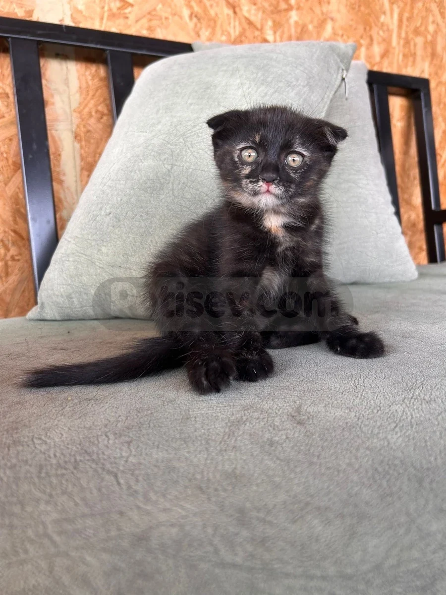 Ankara’da sütü yeni bırakan minnoş - Scottish Fold Ankara
