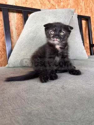 İlan Fotoğrafı