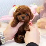 MUKEMMEL KALİTEDEKI TOY POODLE YAVRULARI