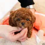 MUKEMMEL KALİTEDEKI TOY POODLE YAVRULARIM  - fotoğraf 2