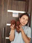 Sevgi dolu aileler için poodle bebekler - fotoğraf 2