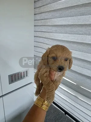 İlan Fotoğrafı