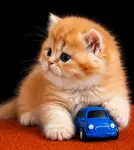 British Longhair Golden Erkek ve Dişi - fotoğraf 3