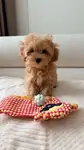TOY POODLE SEVİMLİ YAVRULAR  - fotoğraf 3