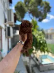 Orjinal Toy Poodle Yavruları - fotoğraf 3