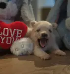     Bulut Gibi Tüyleriyle Özel Pomerania
