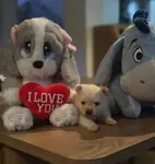     Bulut Gibi Tüyleriyle Özel Pomeranian Boo - fotoğraf 2