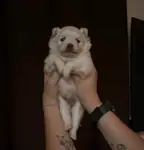    Bulut Gibi Tüyleriyle Özel Pomeranian Boo - fotoğraf 4