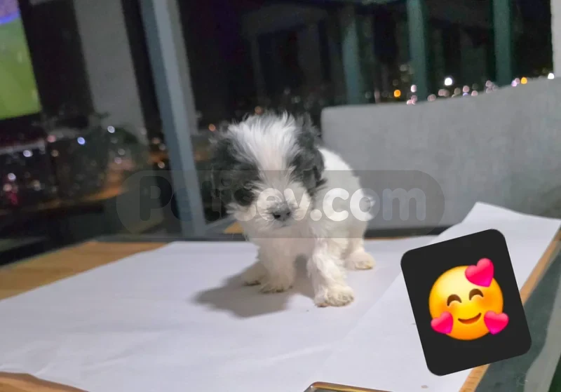 Tuvalet eğitimli minyatür minnaklarım... - fotoğraf 4