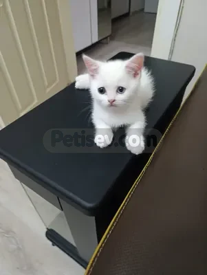 İlan Fotoğrafı