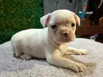 French buldog (platinyum)  - fotoğraf 3