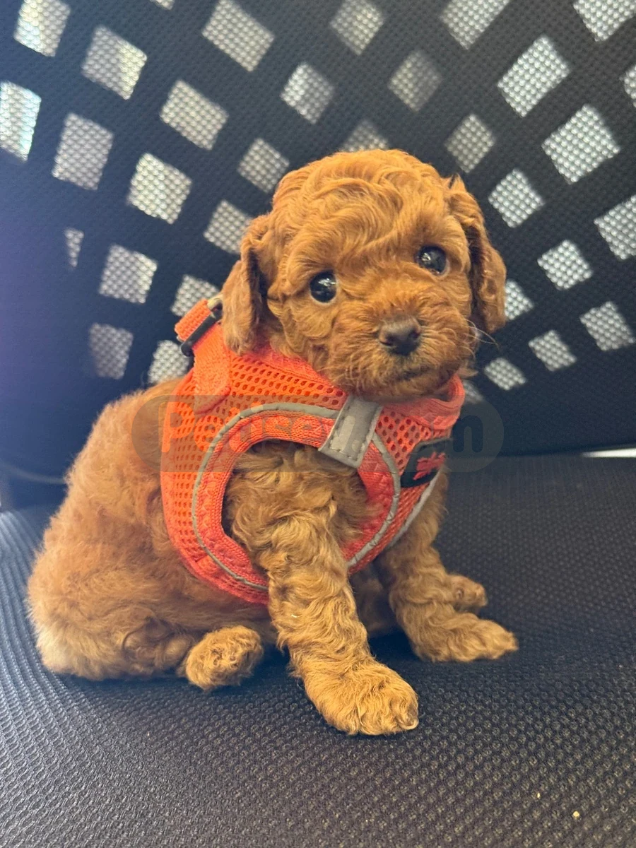 TOY POODLE BEBEKLERİMİZ HAZIR - Toy Poodle Manisa
