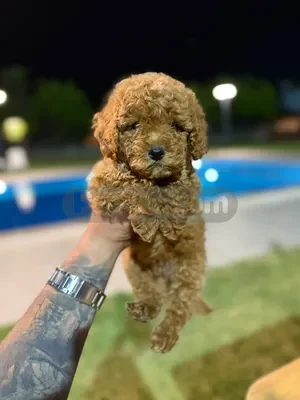 TOY POODLE BEBEKLERİMİZ HAZIR - fotoğraf 2