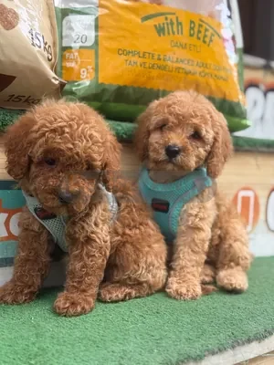 TOY POODLE BEBEKLERİMİZ HAZIR - fotoğraf 3