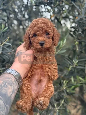 TOY POODLE BEBEKLERİMİZ HAZIR - fotoğraf 4