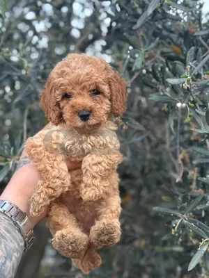 TOY POODLE BEBEKLERİMİZ HAZIR - fotoğraf 5
