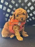 TOY POODLE BEBEKLERİMİZ HAZIR