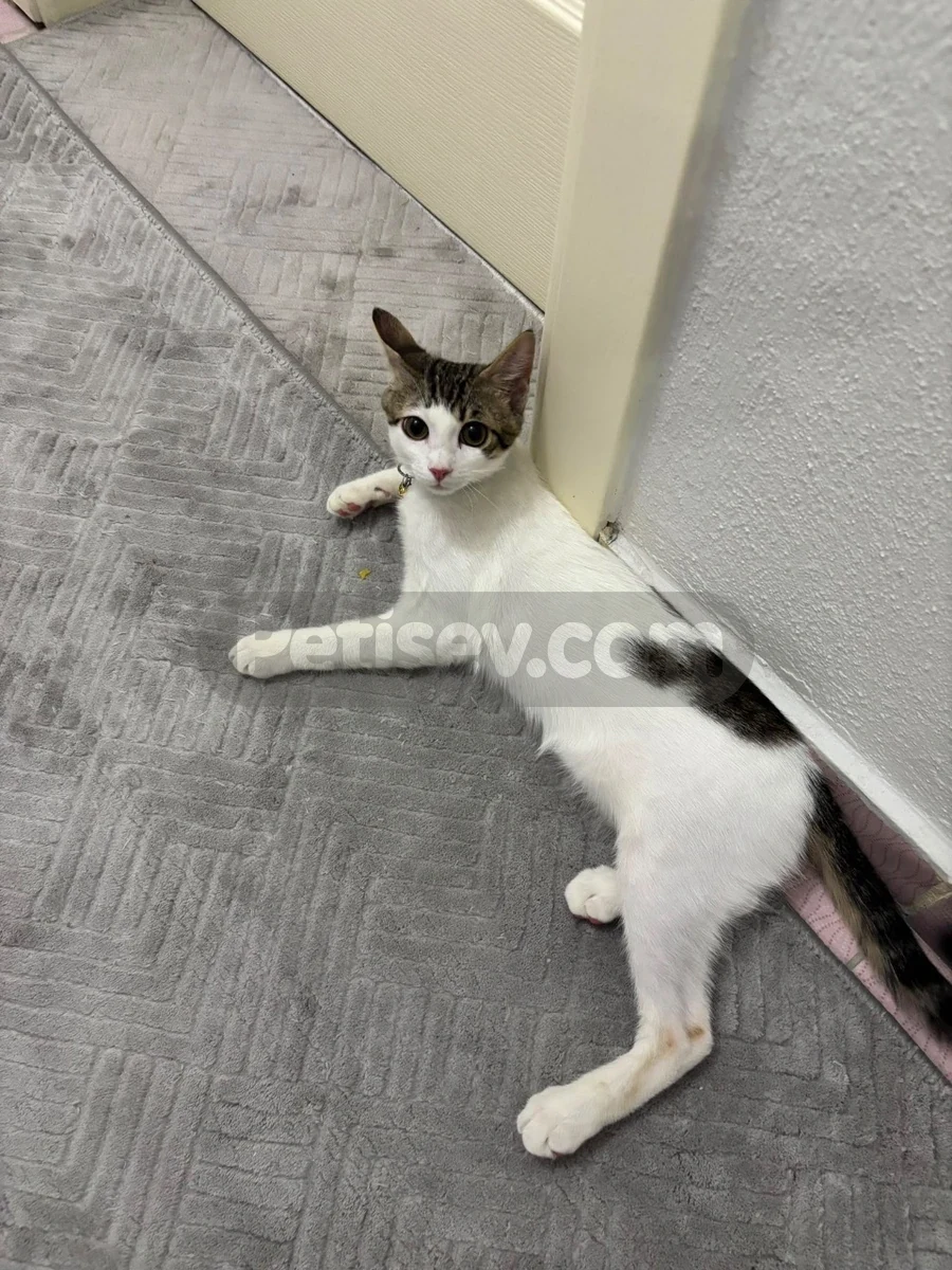 5 aylık yakışıklı - Tekir Kedi Manisa