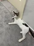 5 aylık yakışıklı