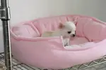 CHİHUAHUA YAVRULARI - fotoğraf 2