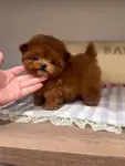 Toy Poodle Ultra Mini Yavrularımız  - fotoğraf 3