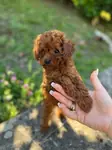 TOY POODLE YAVRULARI 
