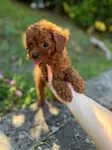 TOY POODLE YAVRULARI  - fotoğraf 2
