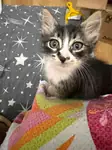 Kedı sahıplendirme
