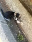 Kedı sahıplendirme - fotoğraf 4